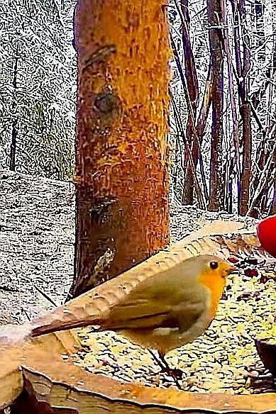 livebirdspoland_e1fc3664e50d41d44be288f5f5026f8d.jpg