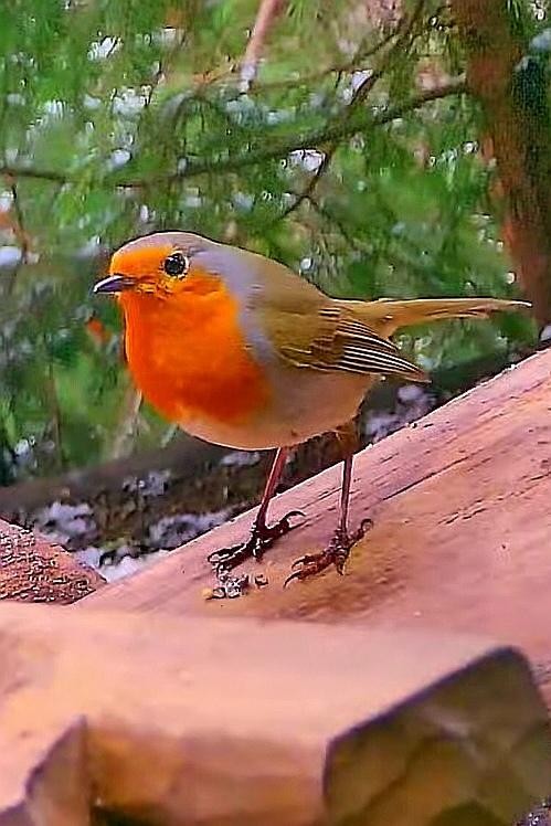 livebirdspoland_32c7dac9ce259289116fdc41ae9ff2b6.jpg
