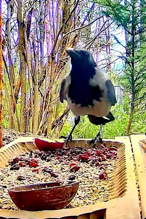 livebirdspoland_ee803ee3136ba5c8cea532c944a4ed6e.jpg