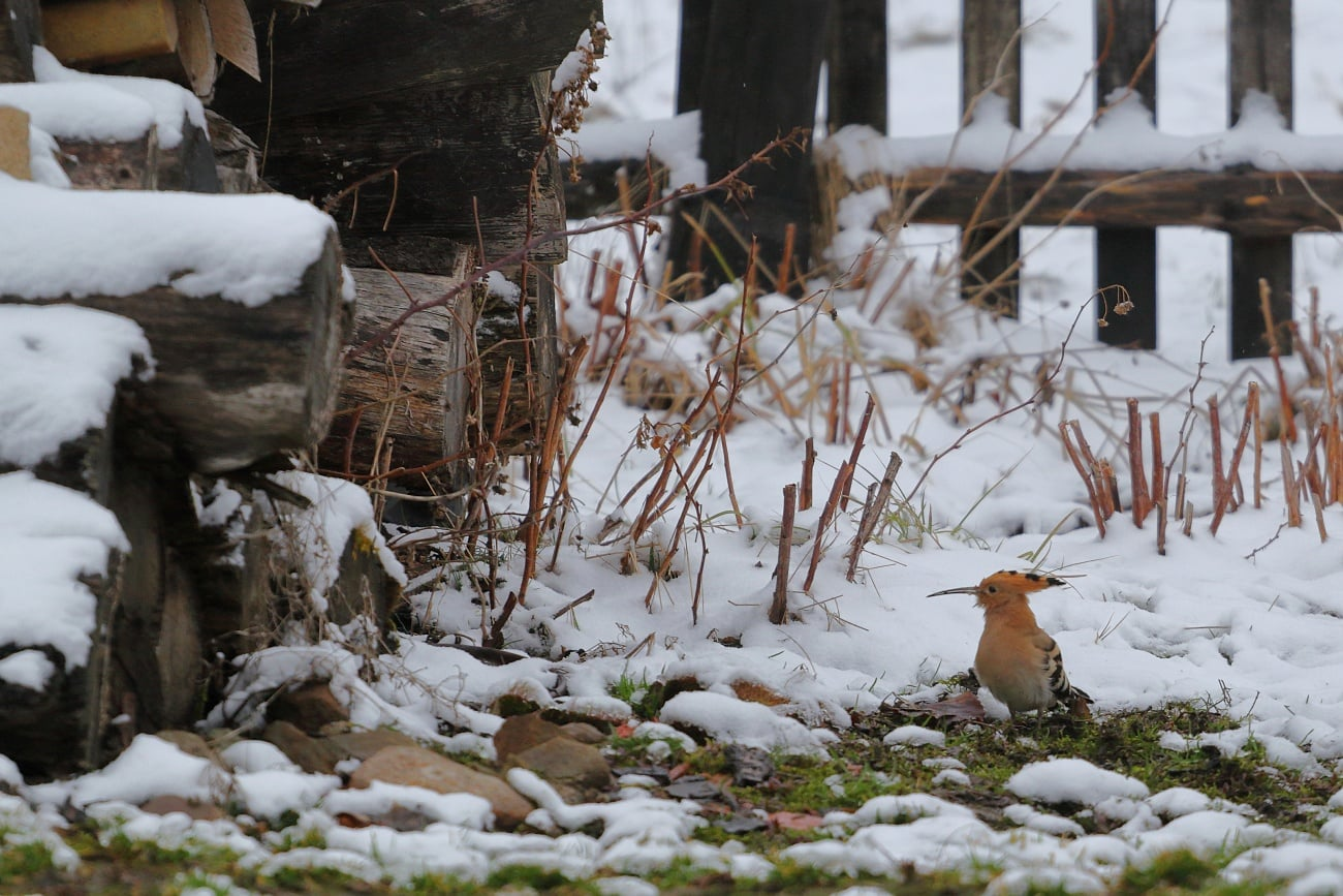 livebirdspoland_96614b7bc5b5f245f91b620bcb92ca48.png