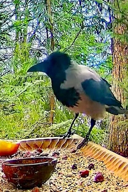 livebirdspoland_7147a762ac4f23360df536dc7f65dd62.jpg