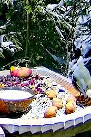 livebirdspoland_b767d1ff7ba174b399d5dc4d69f329d6.jpg