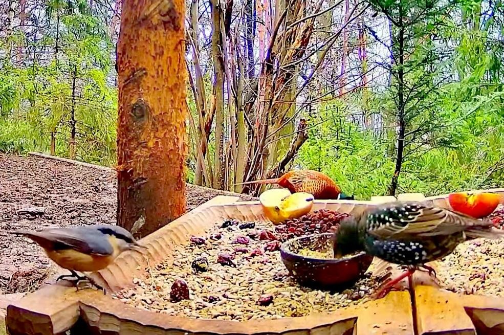 livebirdspoland_599df79118b7628266fb8f18ae0af649.jpg
