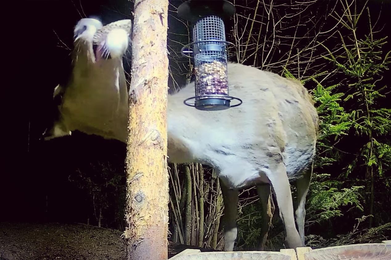 livebirdspoland_de3989a98898288fa1361c8877b73638.jpg
