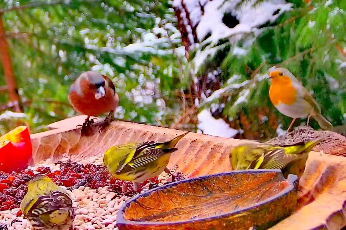 livebirdspoland_338bdb72f418f43f674ee1bc0f31f745.jpg