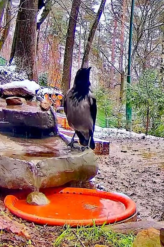 livebirdspoland_83a3b5ba138b6c0fe3b906076065b7f8.jpg