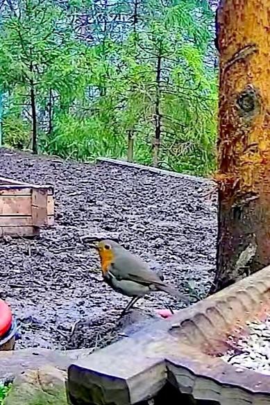 livebirdspoland_d8e75e7ef82eecff89b84b5ac7fb18b6.jpg