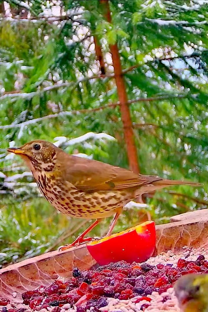 livebirdspoland_68280204967b4234e4f0271b456c7ef5.jpg