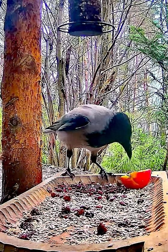 livebirdspoland_6fe6d06af8a9052161ec62ea644c5e07.jpg