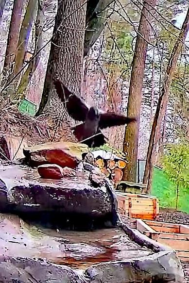 livebirdspoland_d78cbe85b9333e0e49cea71491984db2.jpg