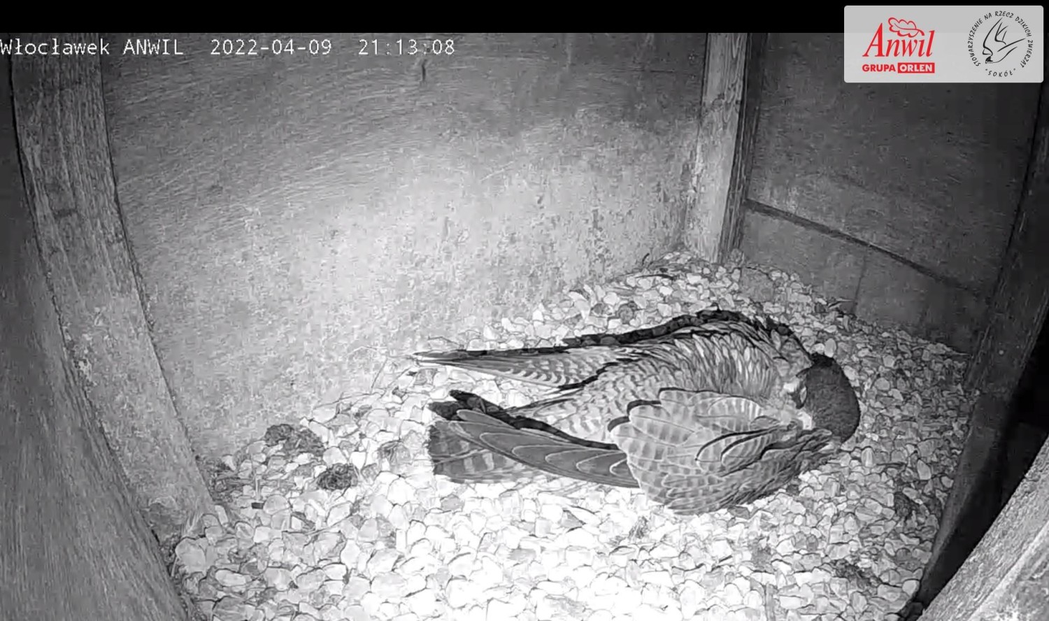 livebirdspoland_0813caa85e883758b36e5519a80271c7.jpg