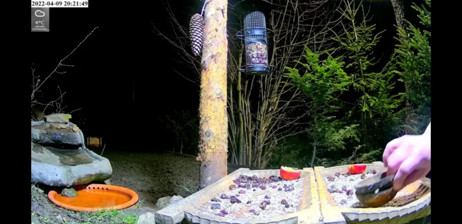 livebirdspoland_eb1c216c87c9f78b7c62121e1d398e4b.jpg