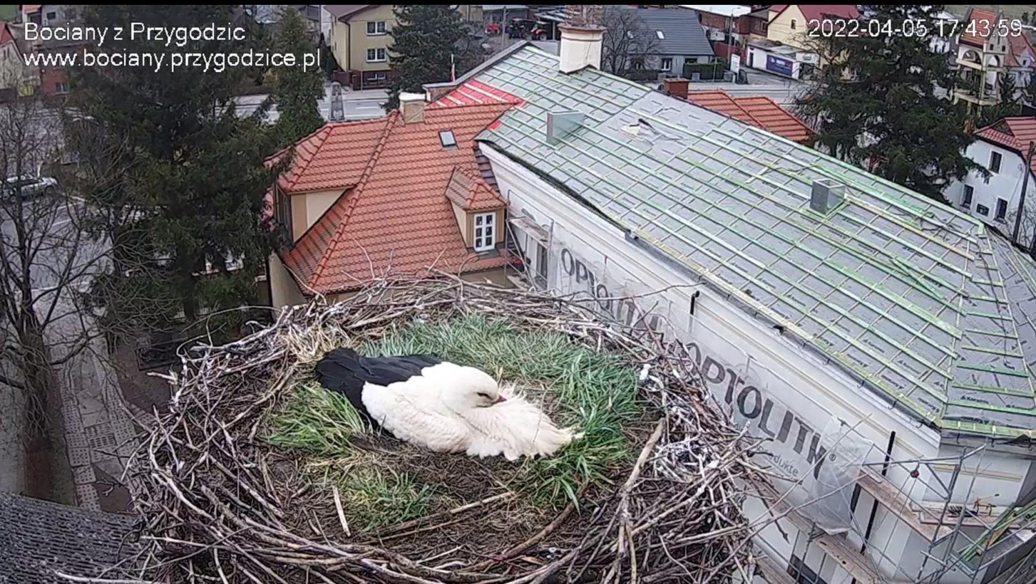 livebirdspoland_be752357ad0bf52ff721c607e96f51c2.jpg
