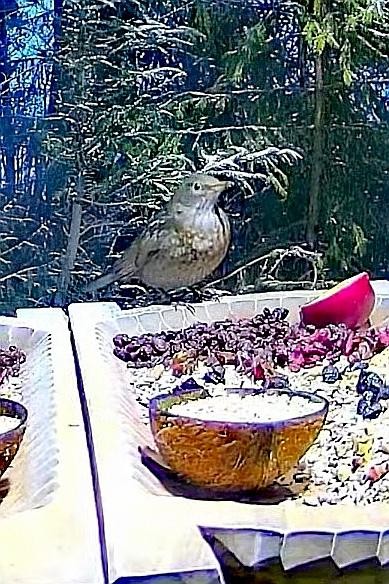 livebirdspoland_d01f7ed25bef5223cdeafabdc50eeb72.jpg