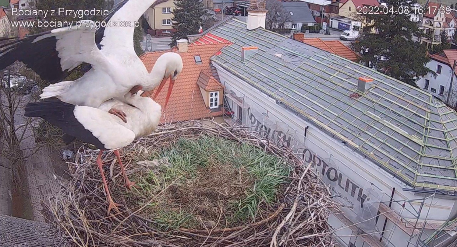 livebirdspoland_3b68d0eb2b2b7def060b83739934c237.jpg