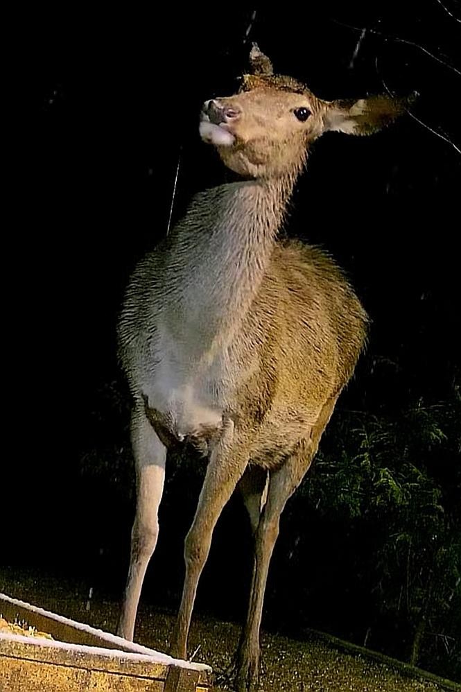 livebirdspoland_8b739d902c2d0ef449ab2182847c58bc.jpg