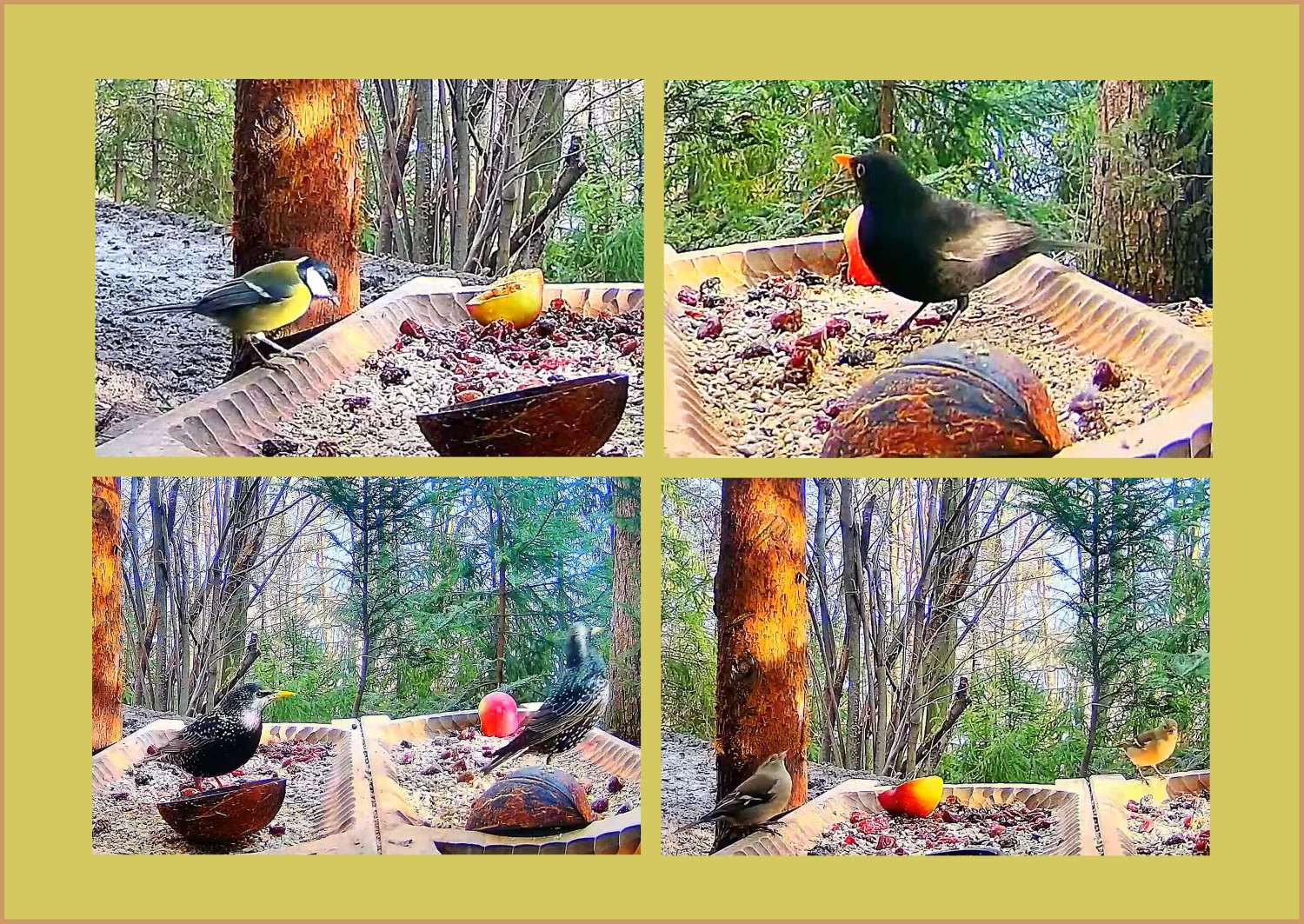livebirdspoland_52cbbf92a31d8f8cd5f03017f2e72b16.jpg
