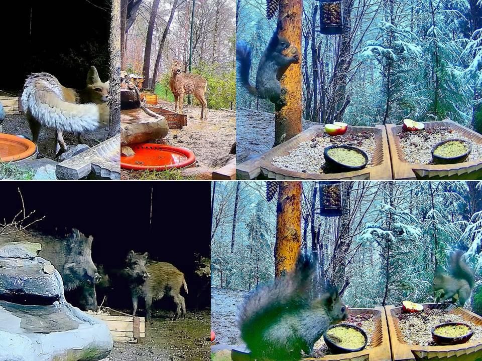 livebirdspoland_ec01ff7b705a9eb18cbfd96a749ba7d7.jpg