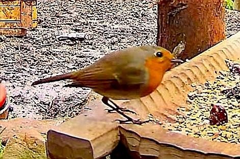 livebirdspoland_feacf3fa51dfd98777ff2d752a029100.jpg