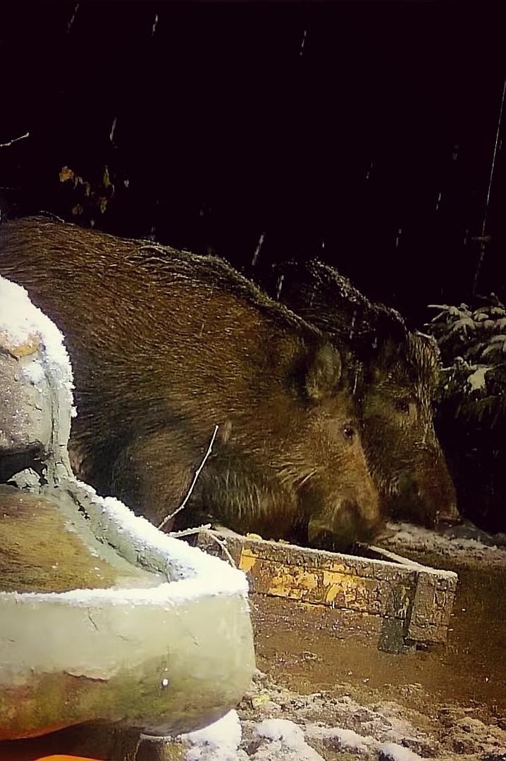 livebirdspoland_96a32ae6725914865b4e0b798c9f4c55.jpg