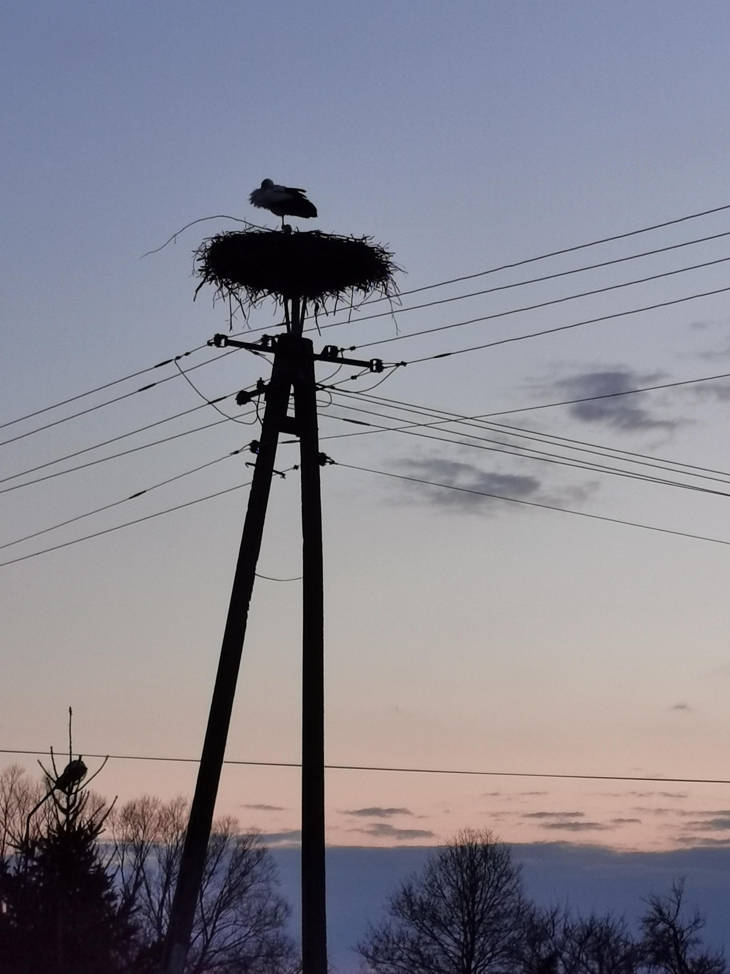 livebirdspoland_048eadb6739be76f416ebe15295d4bb8.jpg