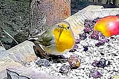 livebirdspoland_af47ba1372afacc1fe8b1f1c7d82ecf4.jpg