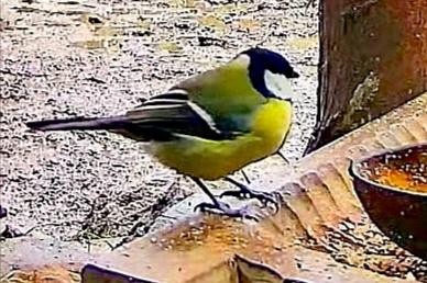 livebirdspoland_403c686854deeb92d77d0330dd477aa3.jpg