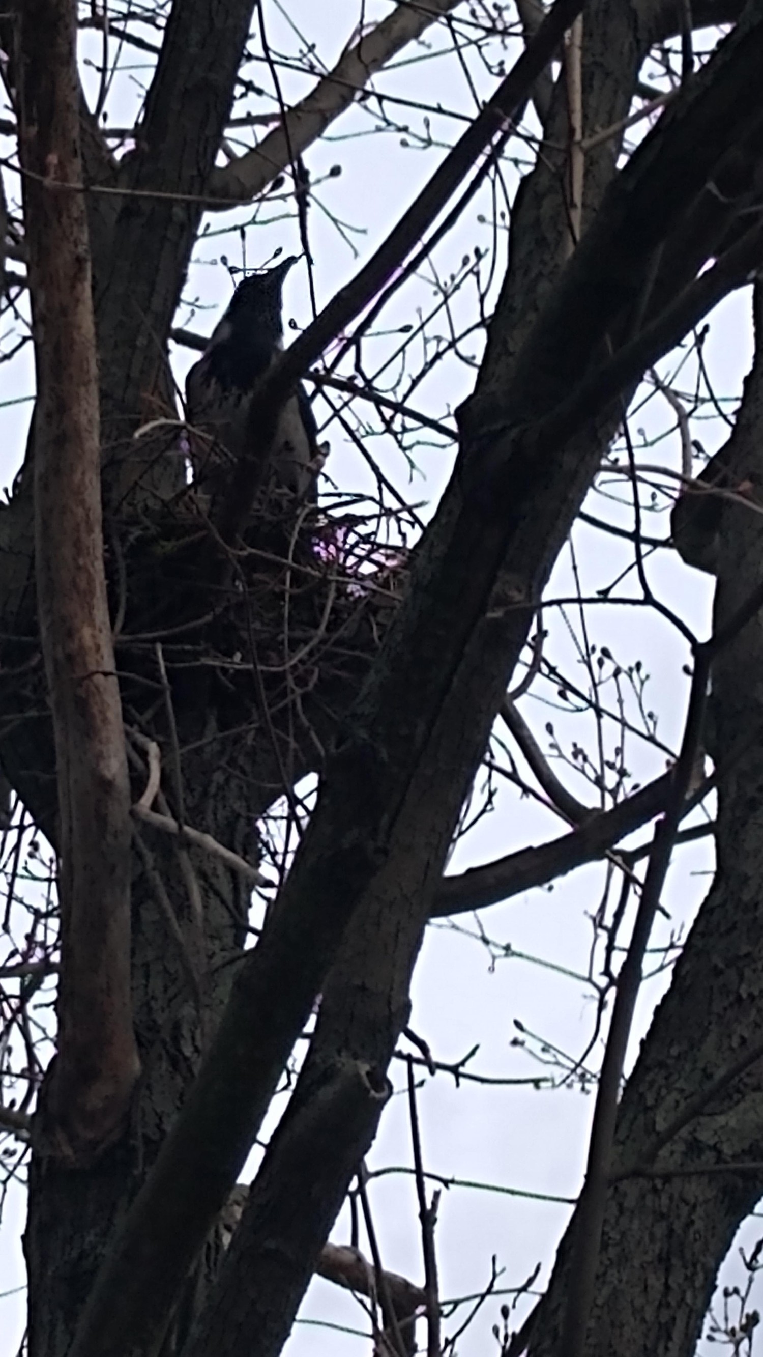 livebirdspoland_50166db716364e645ae4cd3fc487ff2b.jpg