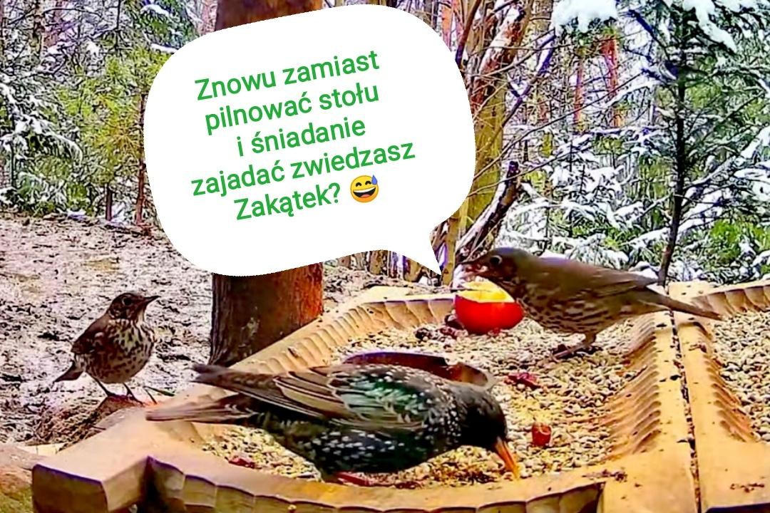 livebirdspoland_2eb045b51d8e5aae00ae6a7e8f7f8e91.jpg