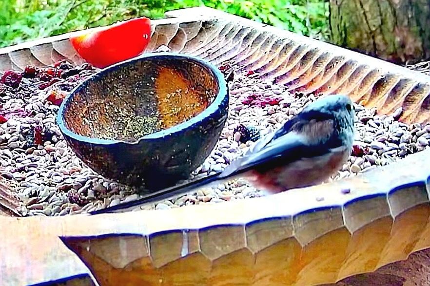 livebirdspoland_4689cf2980f9b44bc76f0dbe95c7ec9c.jpg