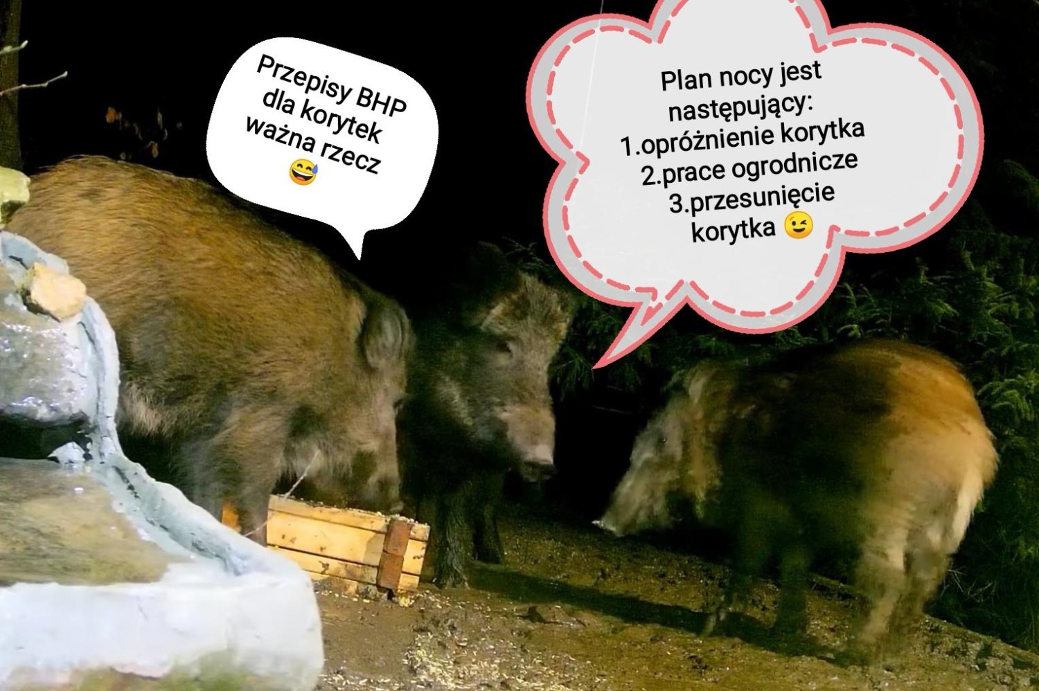 livebirdspoland_f4eff6fb8d3d06ae1d979bc7d9a95b93.jpg