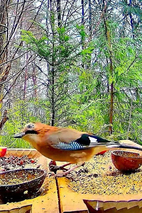 livebirdspoland_49182149248151267a9bfea78095ff32.jpg
