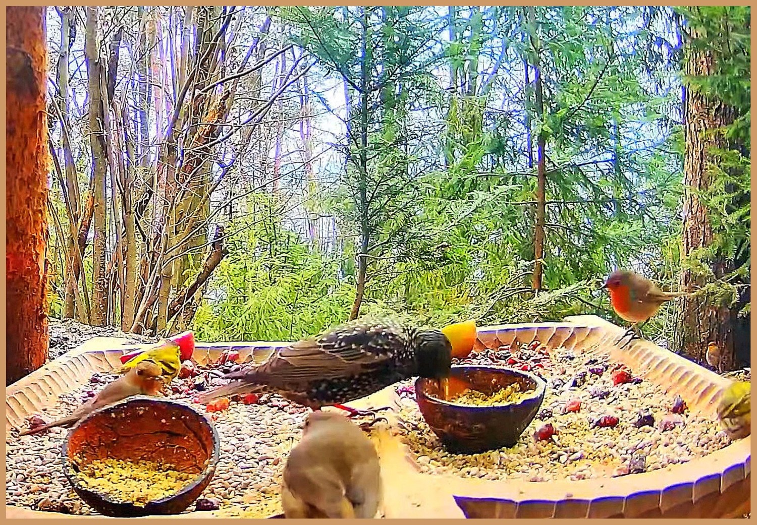 livebirdspoland_73717a83157191b7ff32ebb5c5962c82.jpg