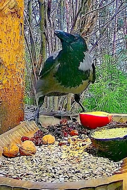 livebirdspoland_45d9701f6a6f82130c2c216c5abd8f95.jpg