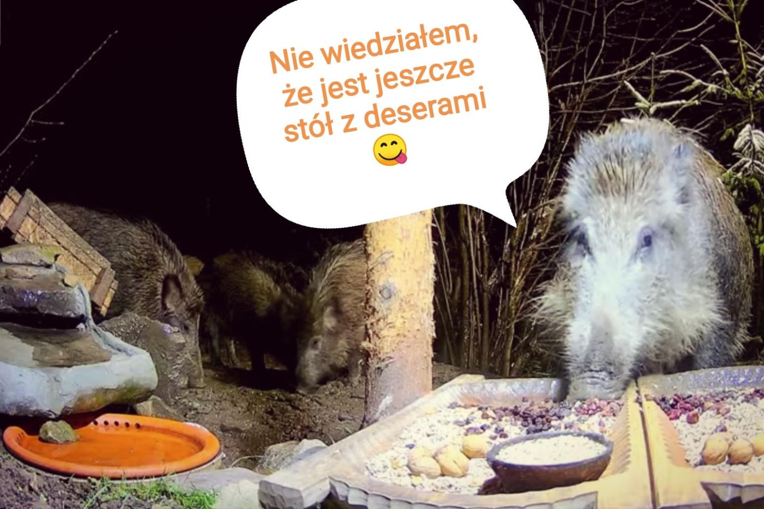 livebirdspoland_286c35b250341c10055e1c9943382551.jpg
