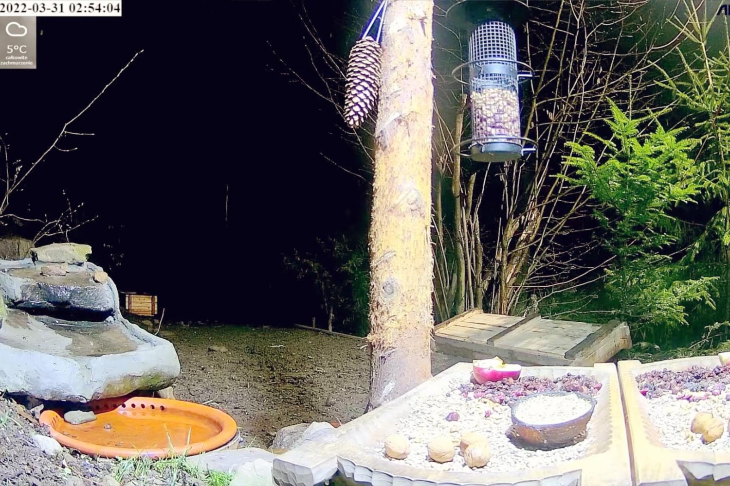 livebirdspoland_afbb1e4e79e242079a8142620f104a9d.jpg