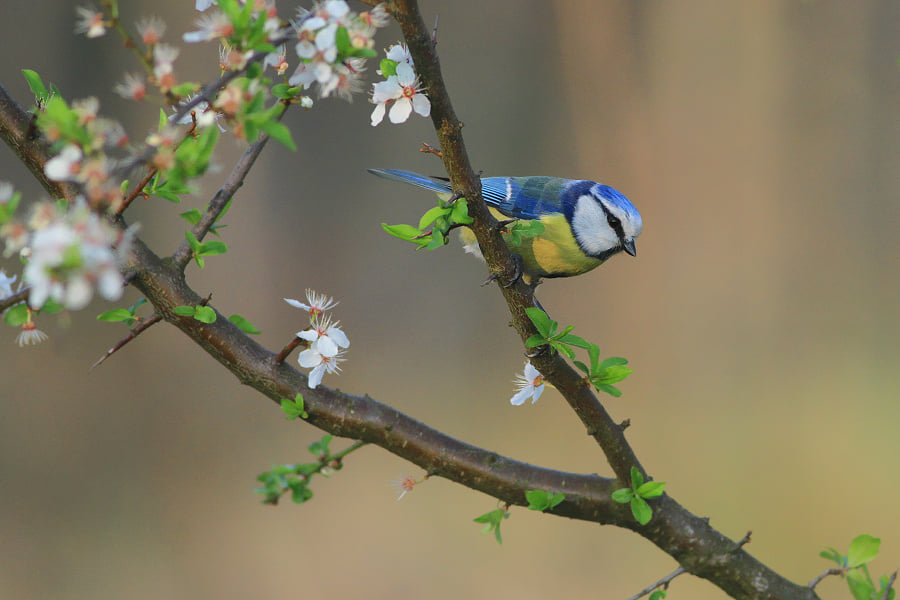 livebirdspoland_7d91bdb1c7ffc1993f2927cd1a0e214a.png