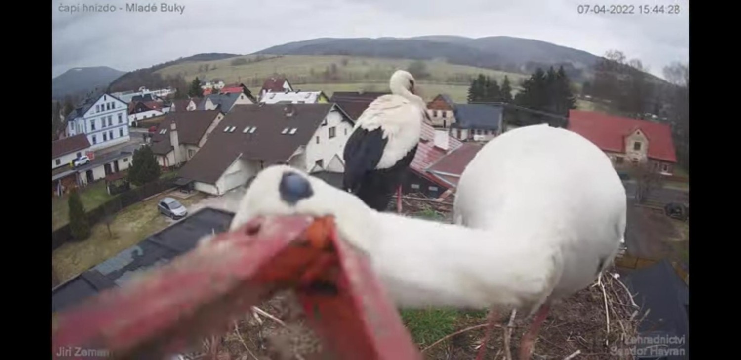 livebirdspoland_e157b91145667ab4400a2f798a399d0e.jpg