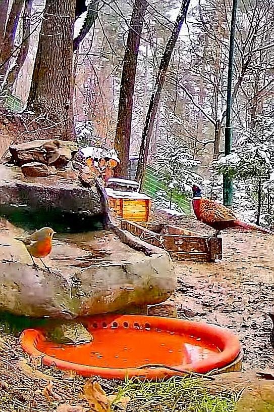 livebirdspoland_d54f761ce1fbc71055774e9a31548414.jpg