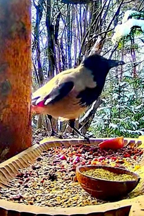 livebirdspoland_c045135fcdbdbf10e3834891ff56d929.jpg