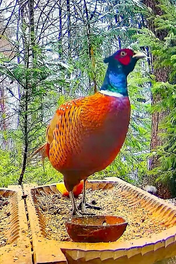 livebirdspoland_f08eafd56b7b494667defda8df7b7a17.jpg