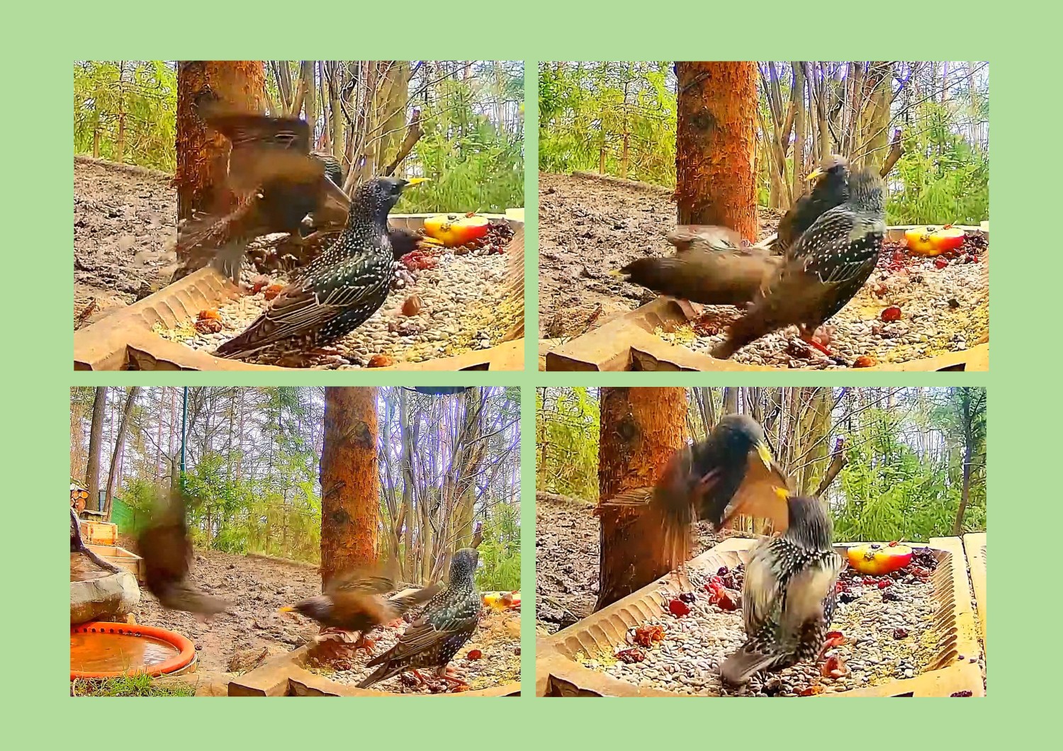livebirdspoland_eb8926f67dbce02f7fe9b977b2e02f79.jpg