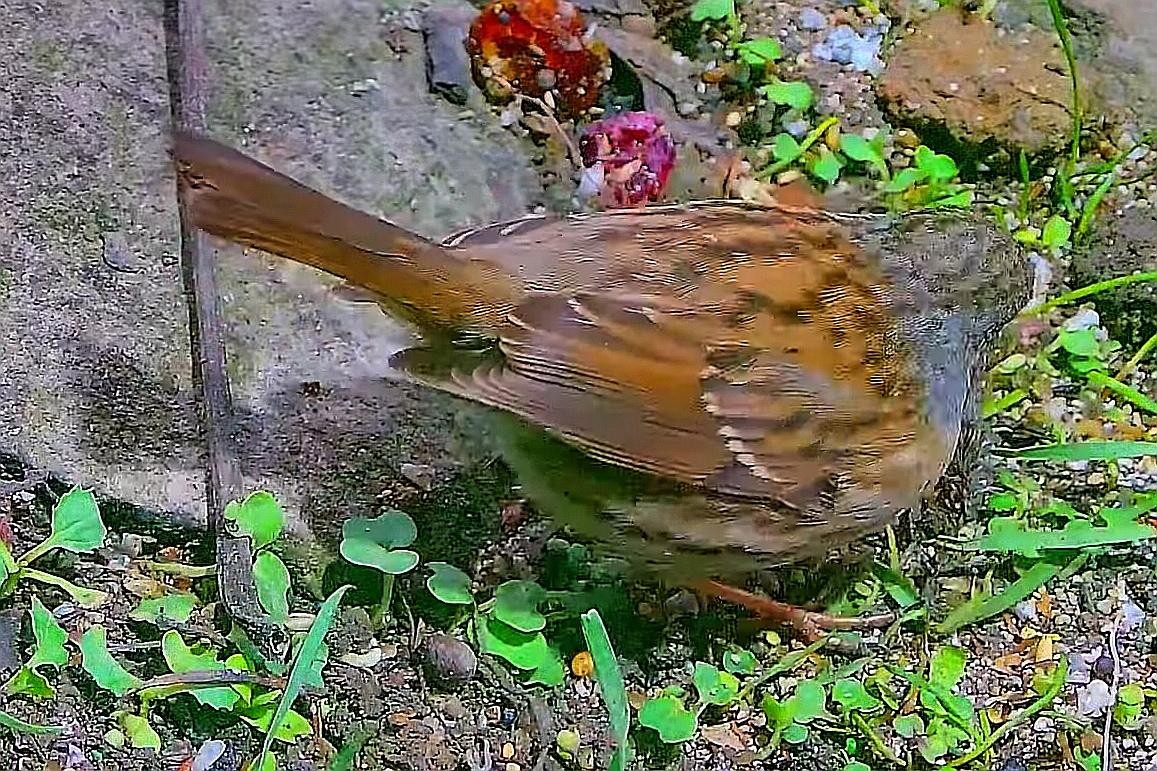 livebirdspoland_4e2841ea2972594d181f27056127fa9d.jpg