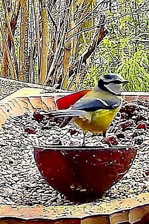 livebirdspoland_1537cb4d8cdeb86396ebd66b5839419f.jpg