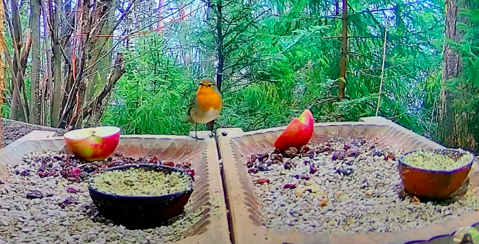 livebirdspoland_1c8d428a3b5d69069ce99f2f791eb5e9.png