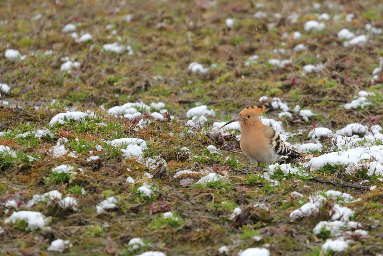 livebirdspoland_9110c094437b9c2c919a62e65a78ea3a.png