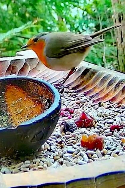livebirdspoland_6f6e24a3ccde1a7c87ffe35140ff3e51.jpg
