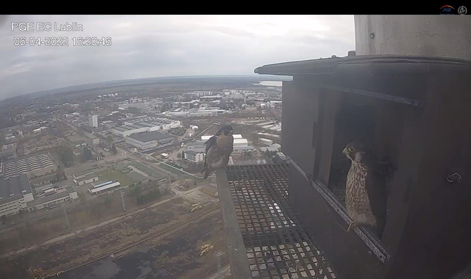 livebirdspoland_b5c0362cd49741623f3d5e89d16bb04f.jpg