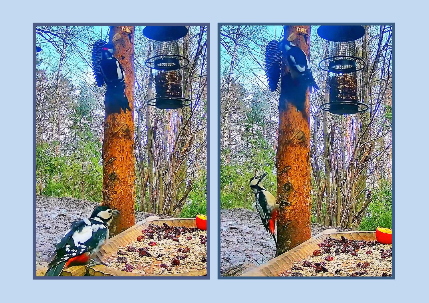 livebirdspoland_89507b2073e2312c320a0164d5127051.jpg