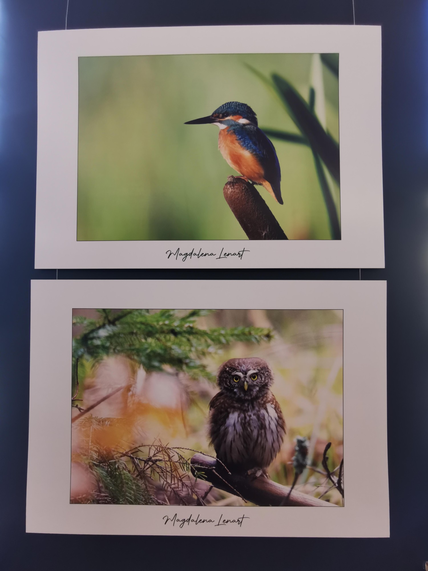 livebirdspoland_8f2ffa2adaaa931699fc9efdab2b5656.jpg